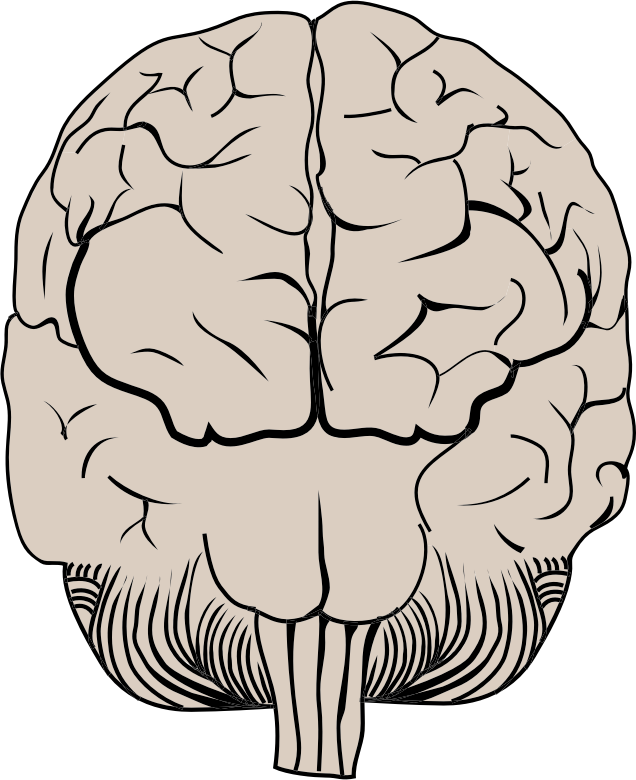 Brain Posterior View