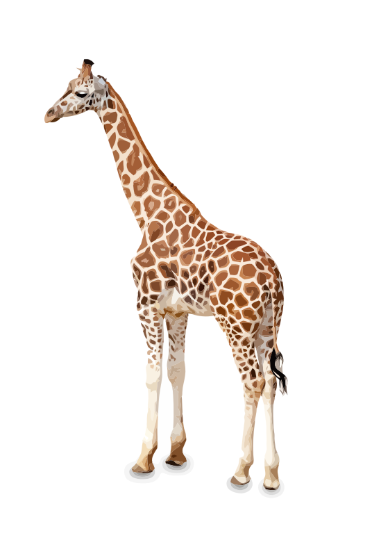 giraffe girafe girraffe