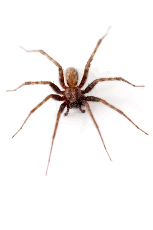 big skinny-legged spider