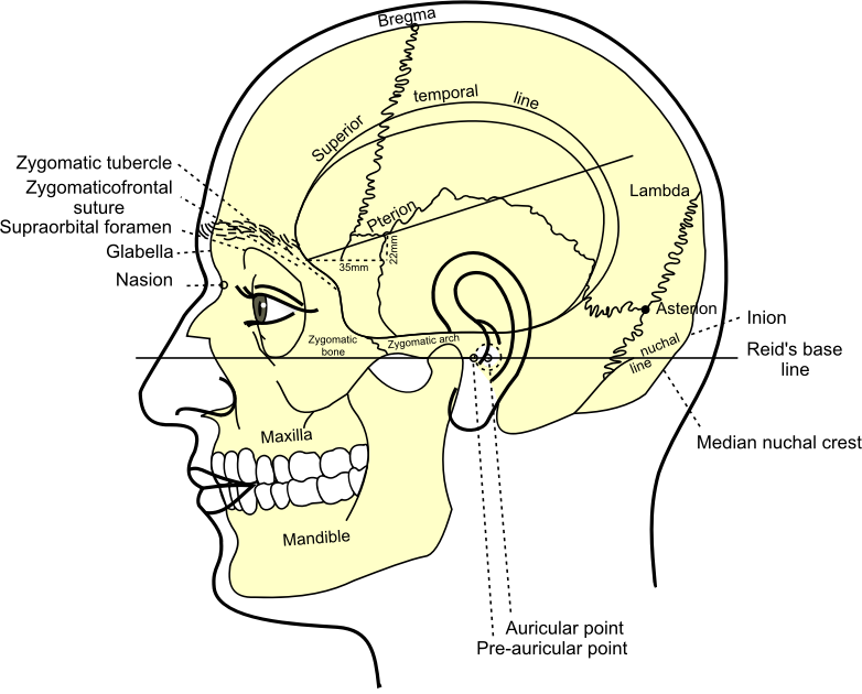 Grays Anatomy Side View Of Head