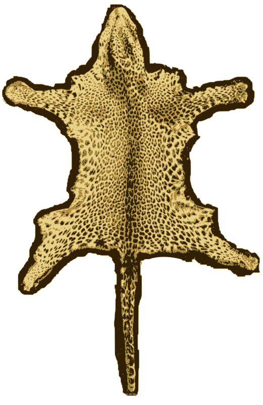 Leopard Skin Rug