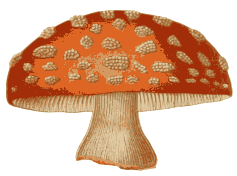 Red Fantasy Mushroom
