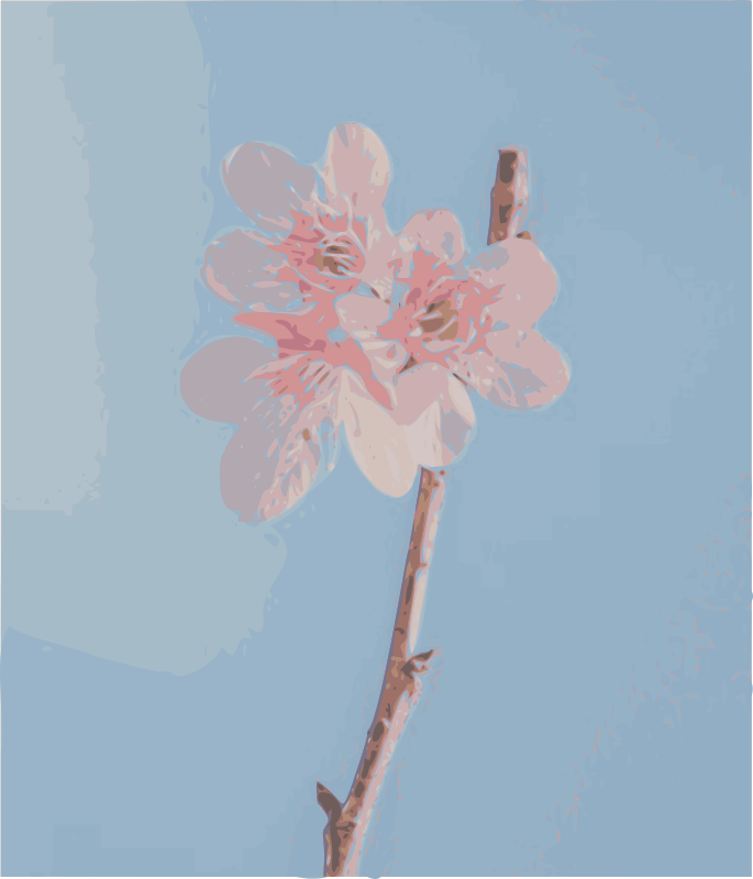 Soft Sakura