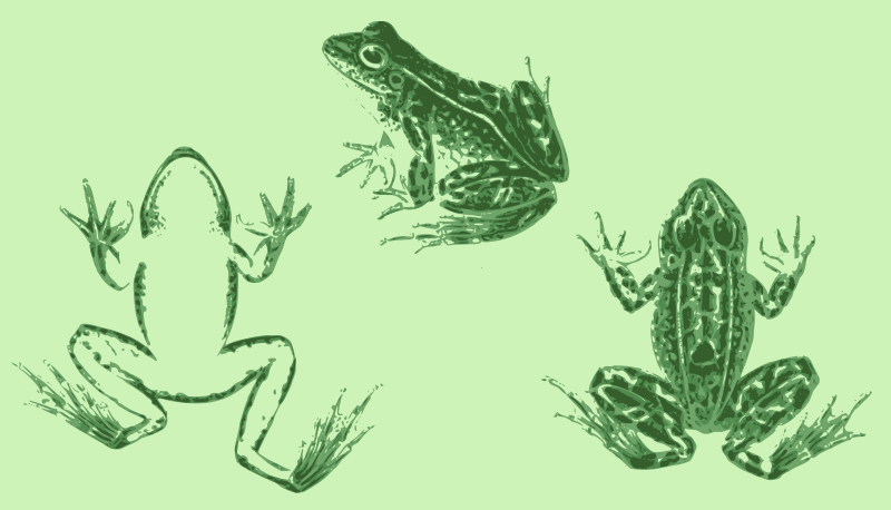 Three Frog Views