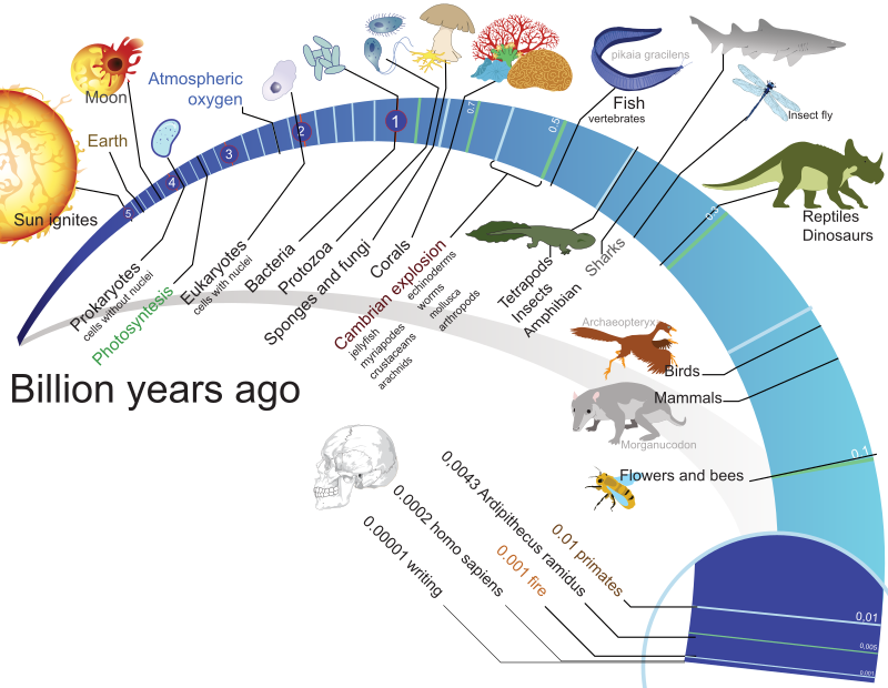 Timeline of Evolution