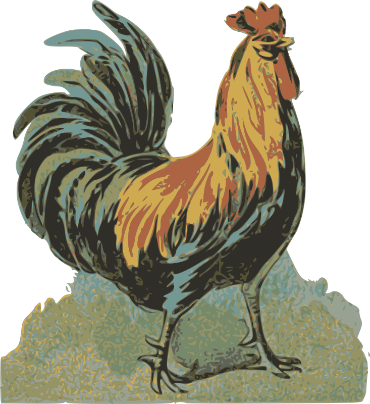 Rooster 1895