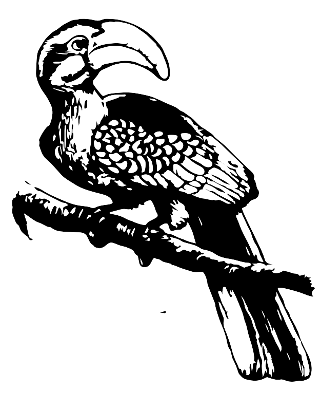 A b-w Horn bill bird from Africa