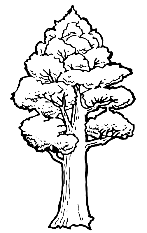 A Totara native tree