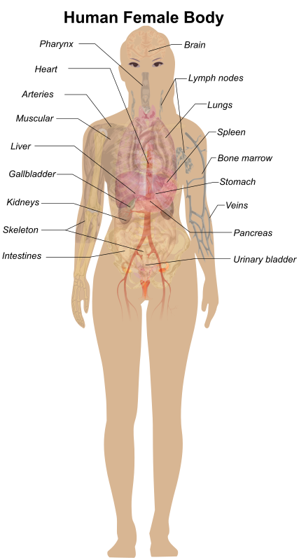 Female Body Diagram