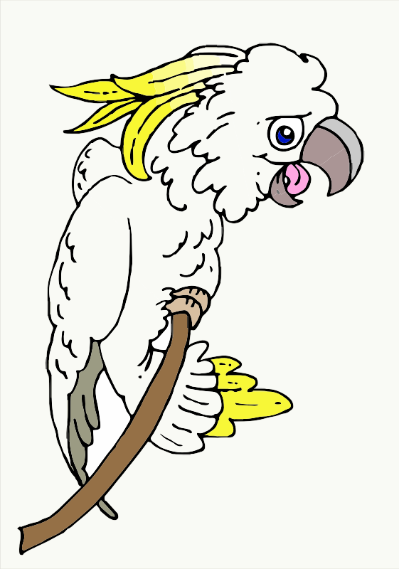 An Australian Cockatoo