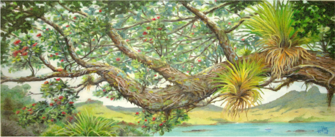 Pohutukawa Tree Branch