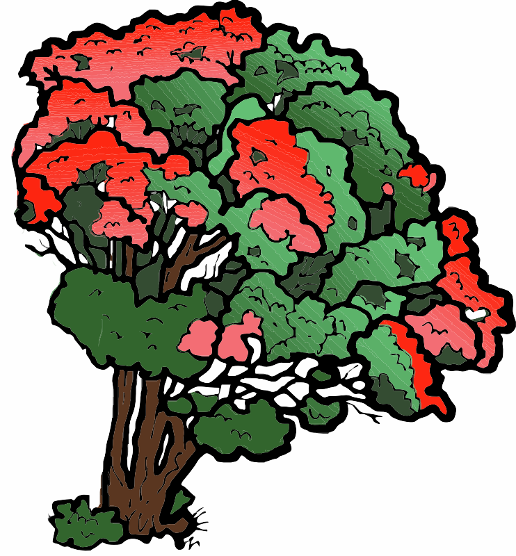 A flowering Pohutukawa Tree