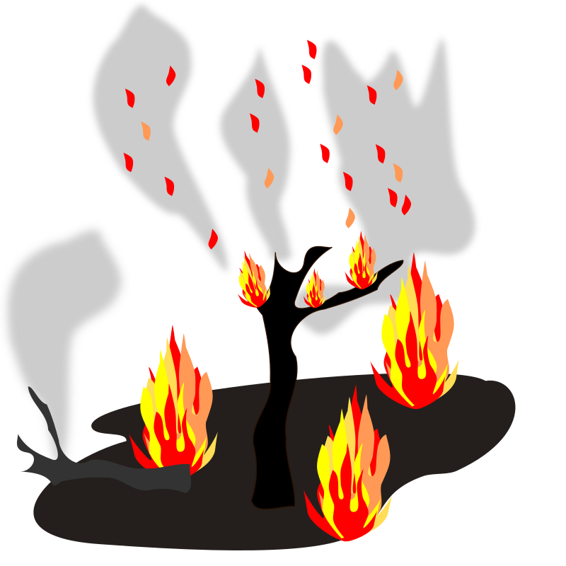 Burning forests