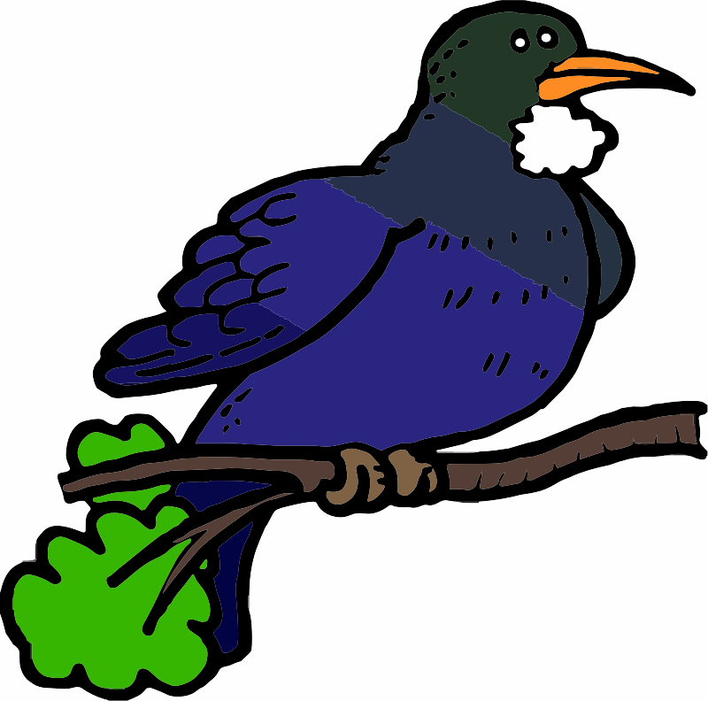 A New Zealand Tui Bird