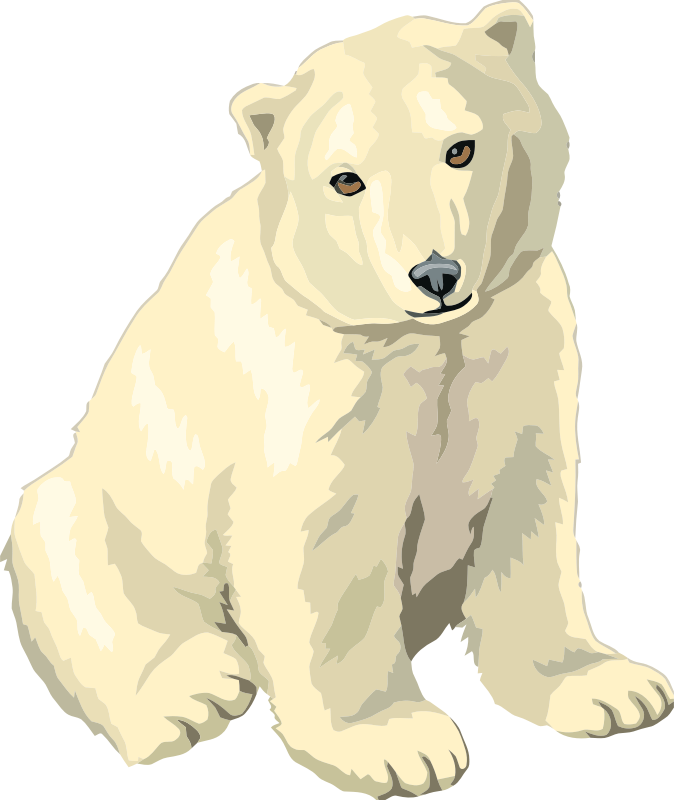 baby polar bear cub