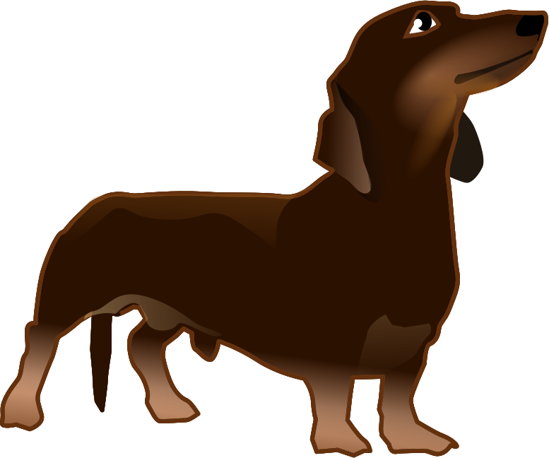 dachshund standing