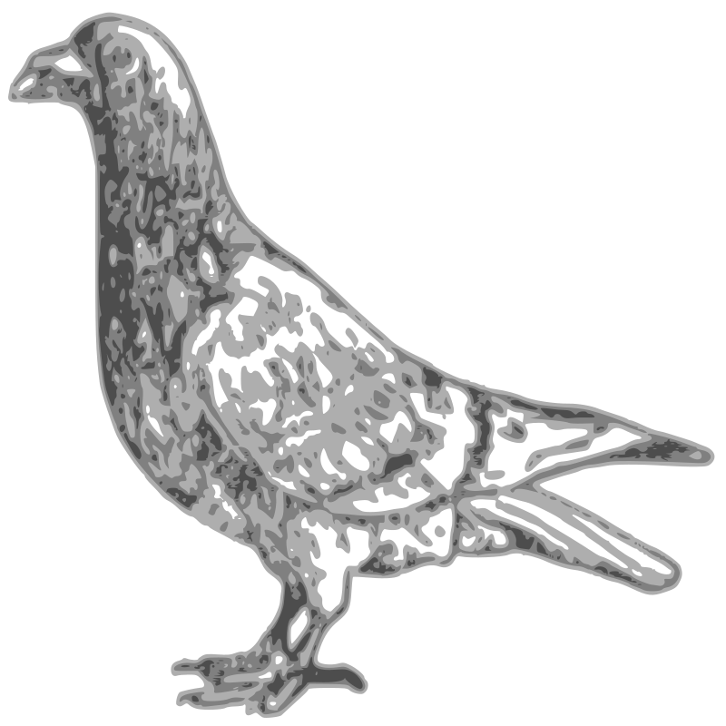 Basic Pigeon