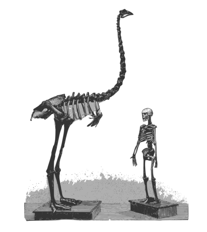 Moa and Human Skeletons