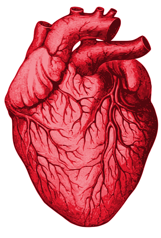 Biological Human Heart