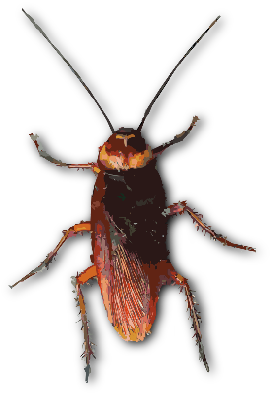 Hong Kong Cockroach