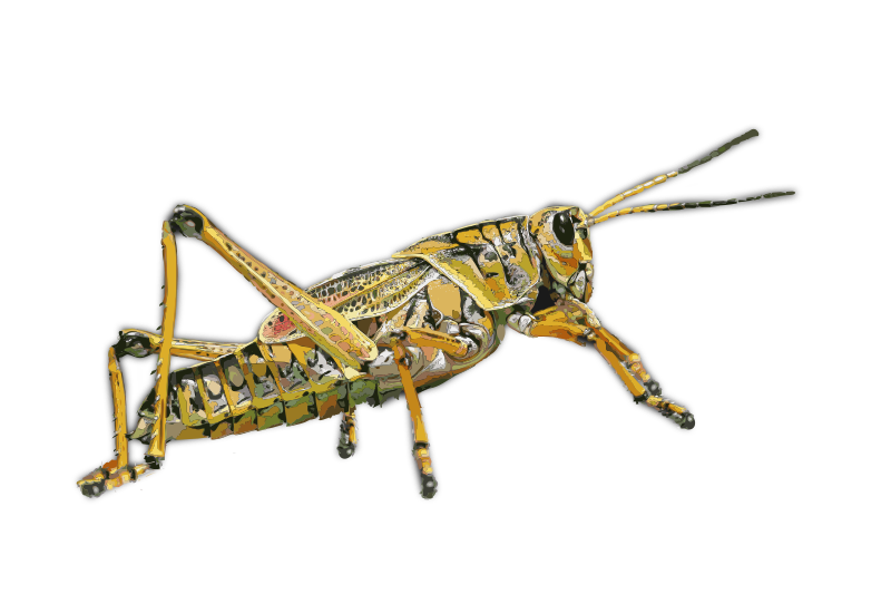 Grasshopper 2 - Isolated