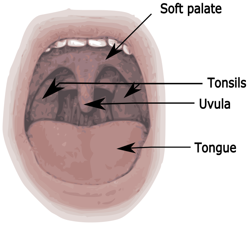 Mouth Diagram