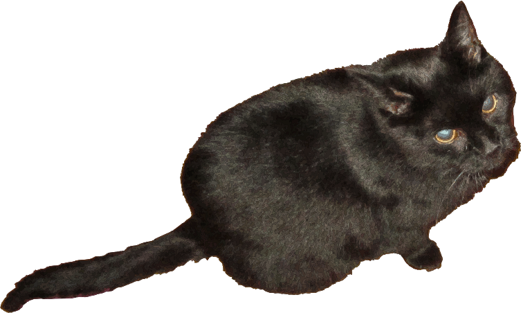 Black cat Marcel