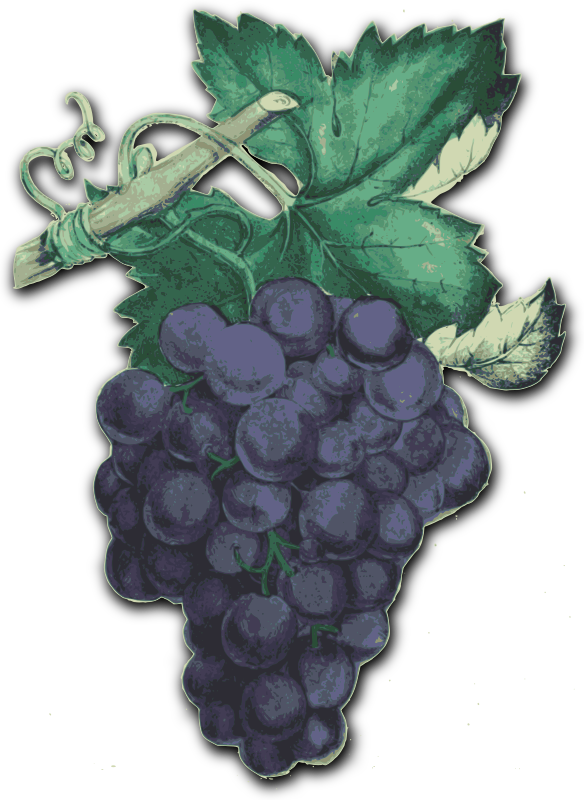 Purple Grapes Cutout