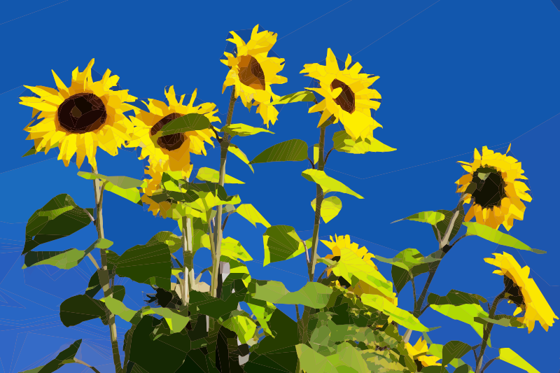 Strong Sunflowers