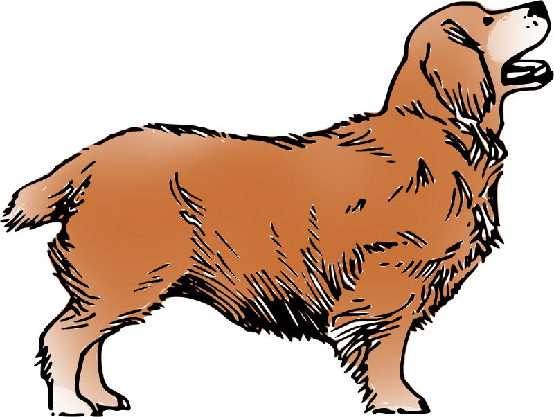 Brown Clumber Dog