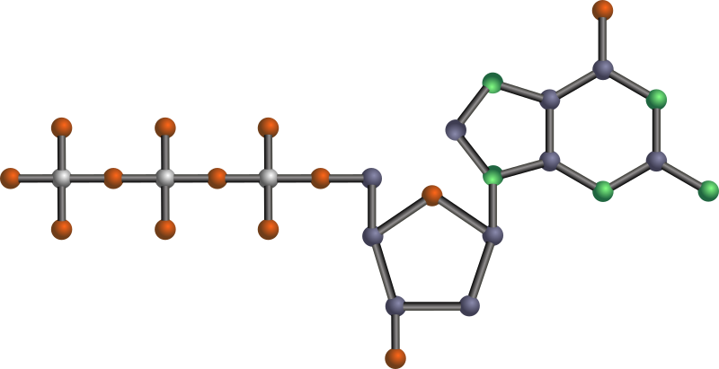 dGTP DNA Molecule