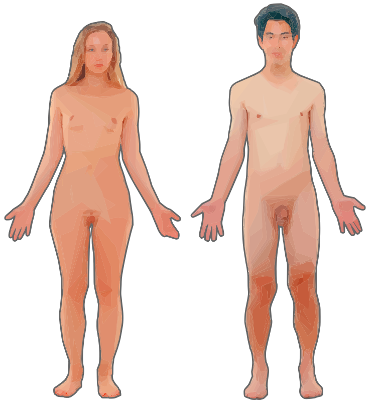 Female and Male Anatomical Depiction