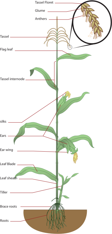 Maize diagram
