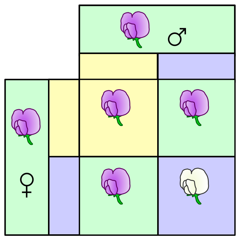 Punnett square mendel flowers