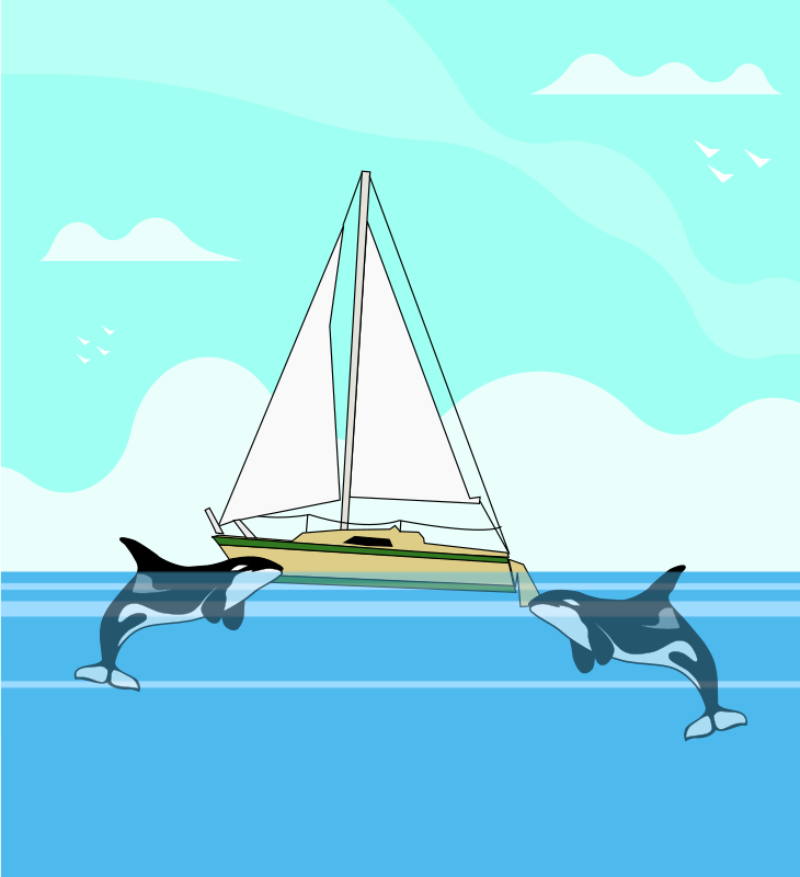 Orcas Attacking a Sailboat