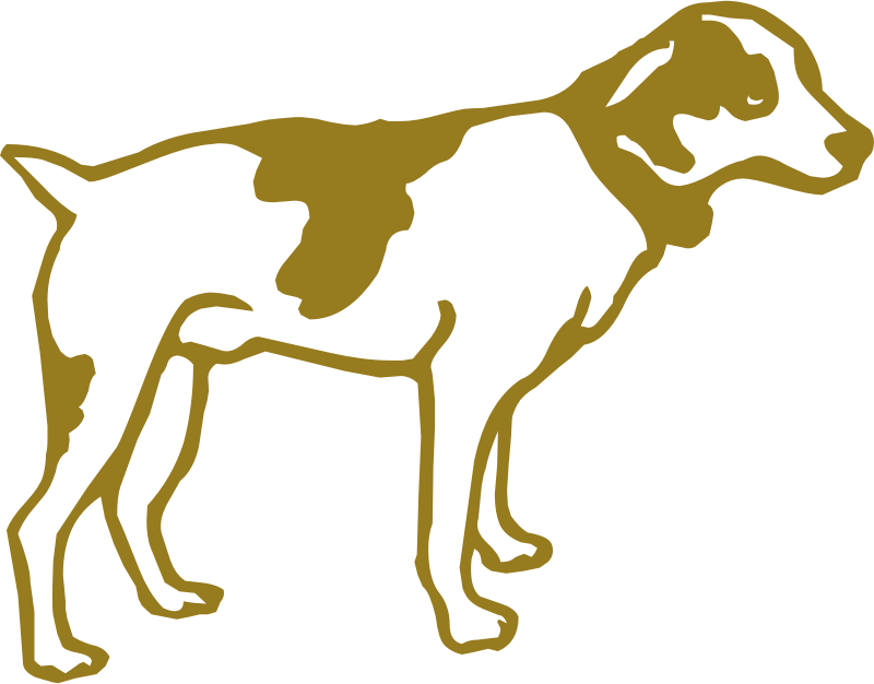 Golden dog