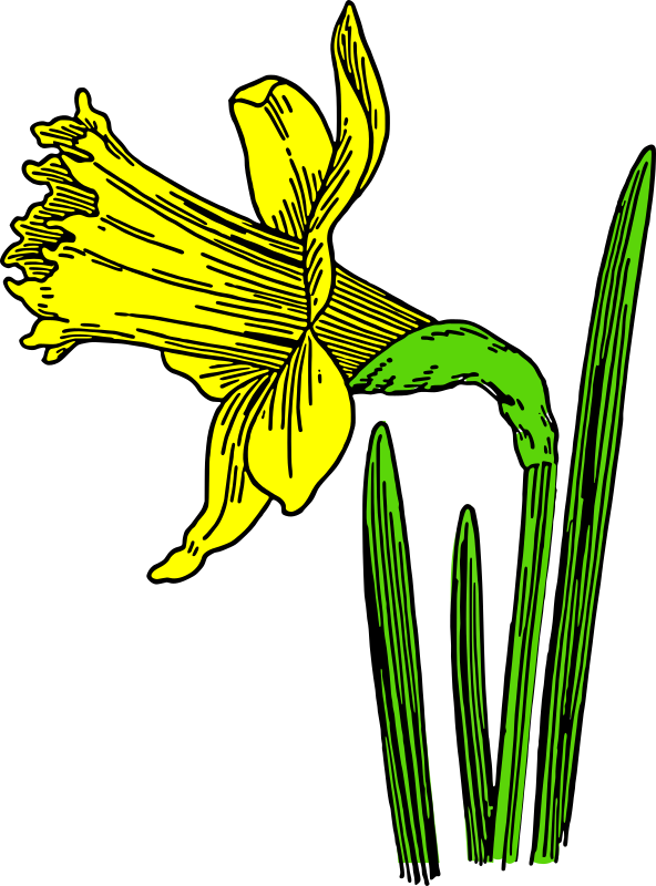 colored daffodil