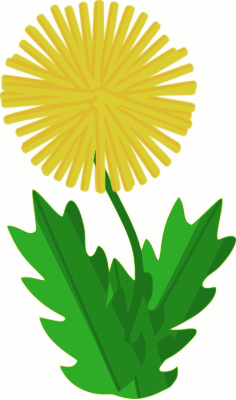 flower - dandelion