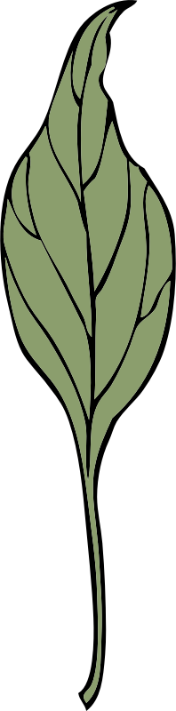 ivy leaf 4