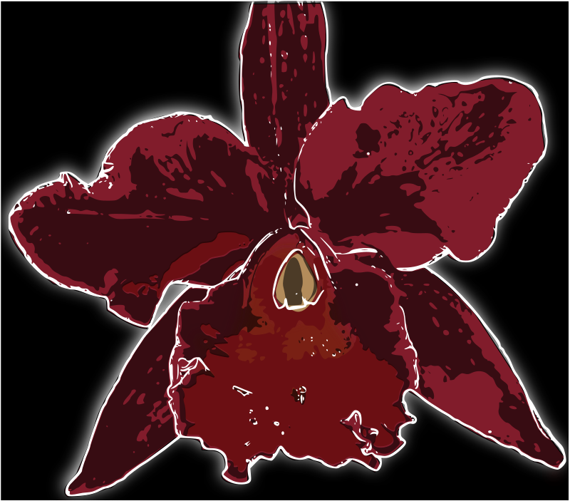 orquídea 2